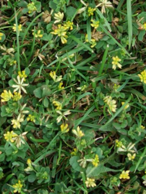 Managing Lawn Weeds: Yellow Suckling Clover